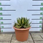Agáva hrebeňovitá (Agave Lophantha) ´QUADRICOLOR´ - výška 10-20 cm, ⌀ 20-30 cm, kont. C6L (-6°C)